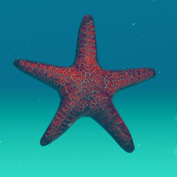 Starfish - دانلود مدل سه بعدی ستاره دریایی - آبجکت سه بعدی ستاره دریایی - دانلود مدل سه بعدی fbx - دانلود مدل سه بعدی obj -Starfish 3d model - Starfish object - download Starfish 3d model - fish - آکواریوم 